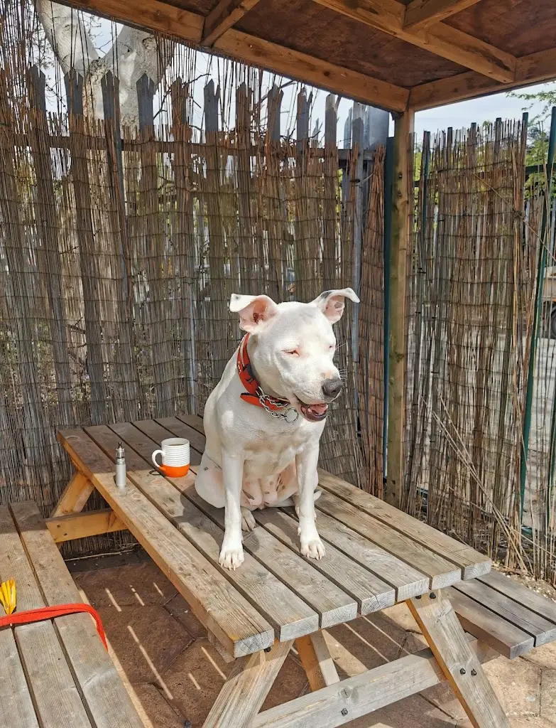 mike carnell_The Cafe_Norton Canes_review