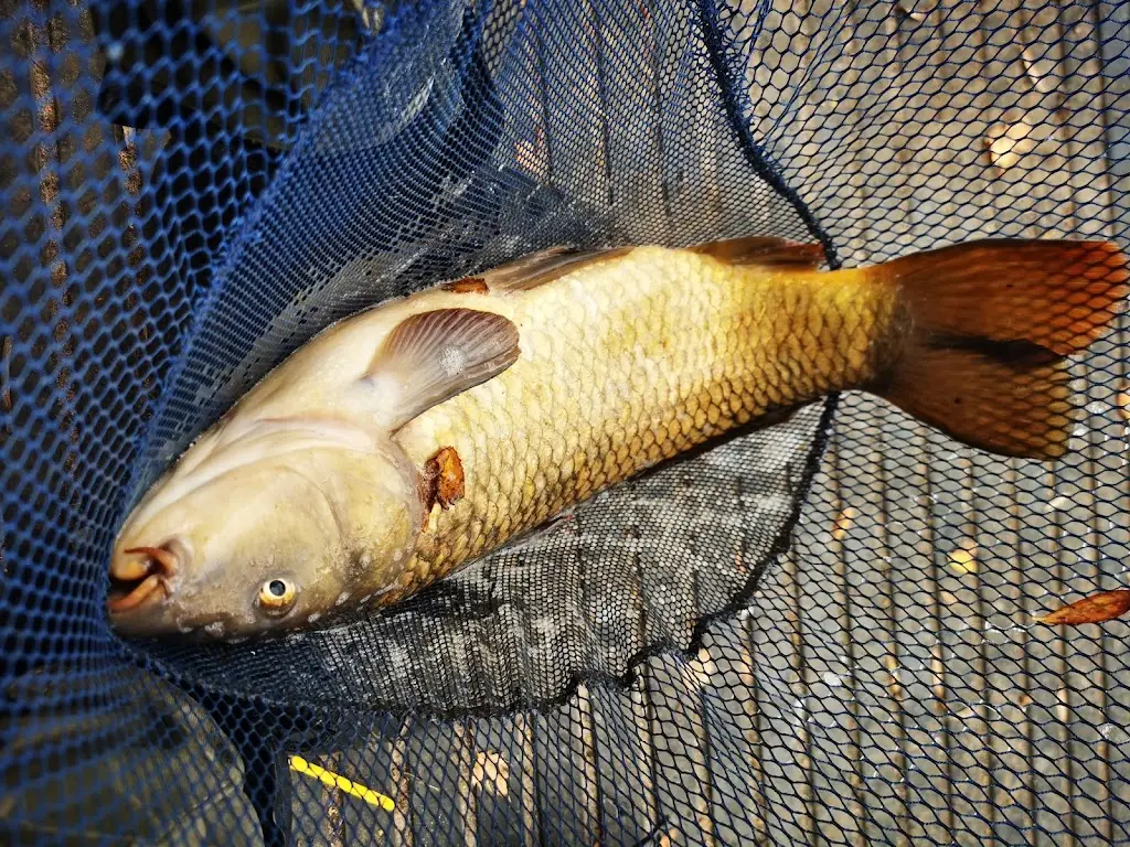 Menu_Owston ferry fisheries_Owston Ferry_image_2
