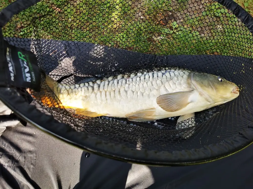 Menu_Owston ferry fisheries_Owston Ferry_image_3