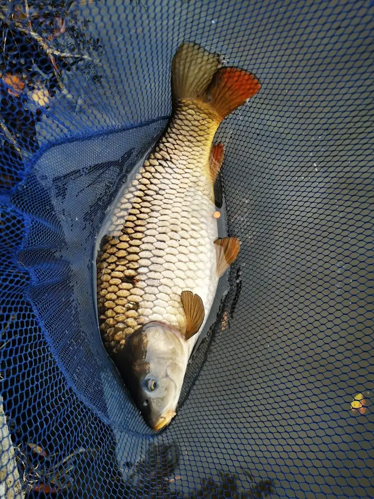 Owston ferry fisheries_Owston Ferry_slider_image_2