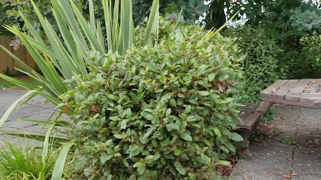 Holly Blue_Pevensey Bay_slider_image_2