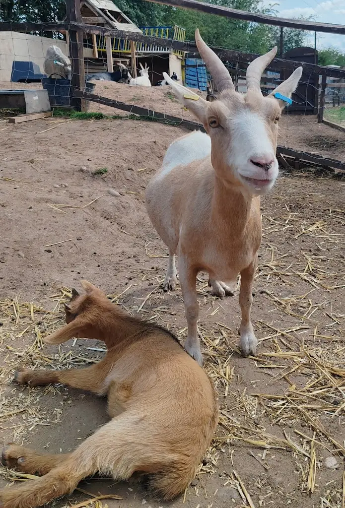 polesworth donkey diner_Polesworth_slider_image_1