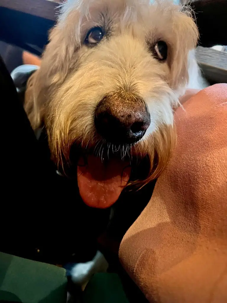 Caron Curnow_The White Horse_Radlett_recensione