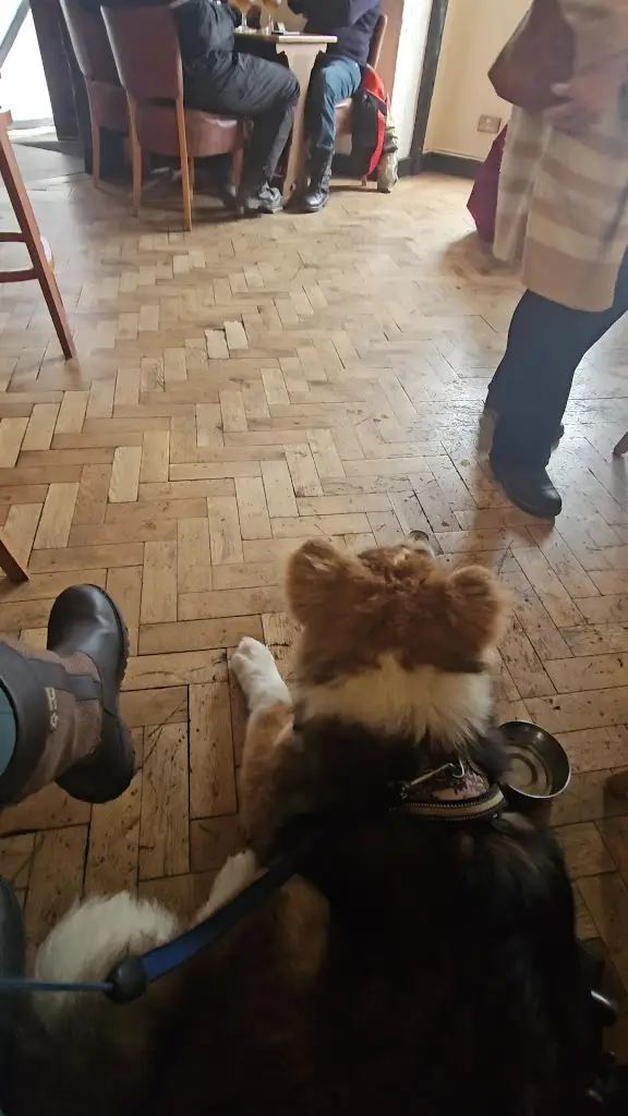 Shells L_The Shepherd & Dog_Rochford_review