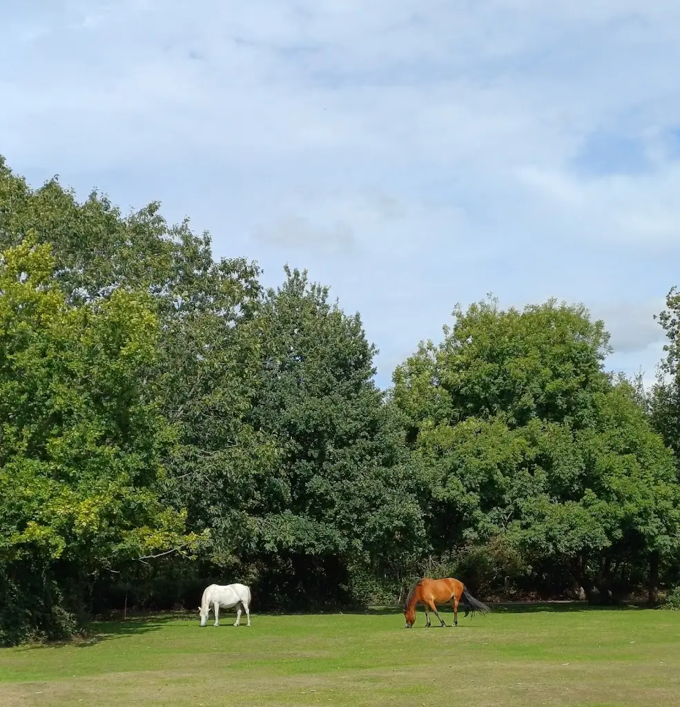 Richard Maunder_The Alice Lisle, Ringwood_Ringwood_review