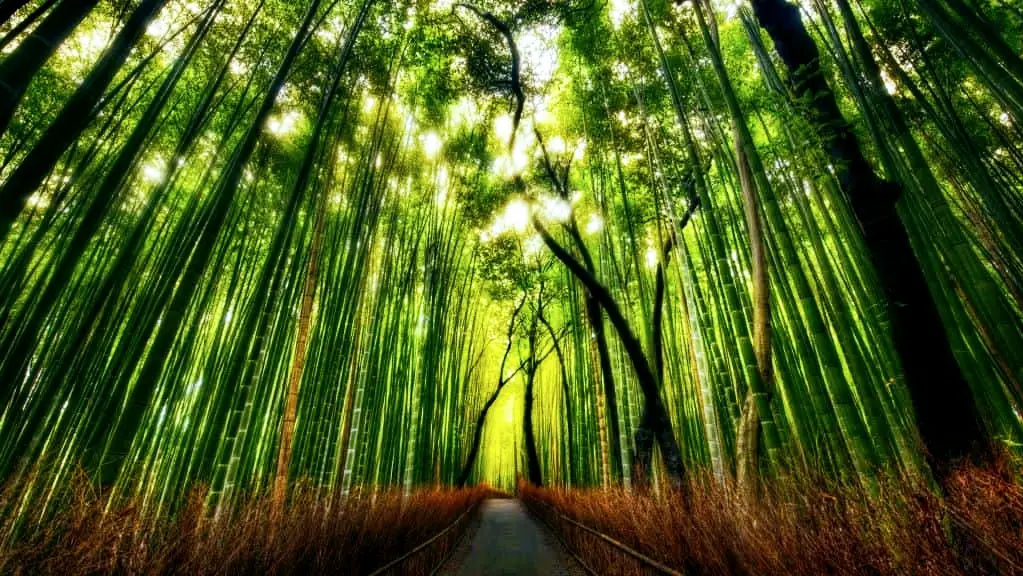 San San Garden 生生店_Basford_slider_image_3