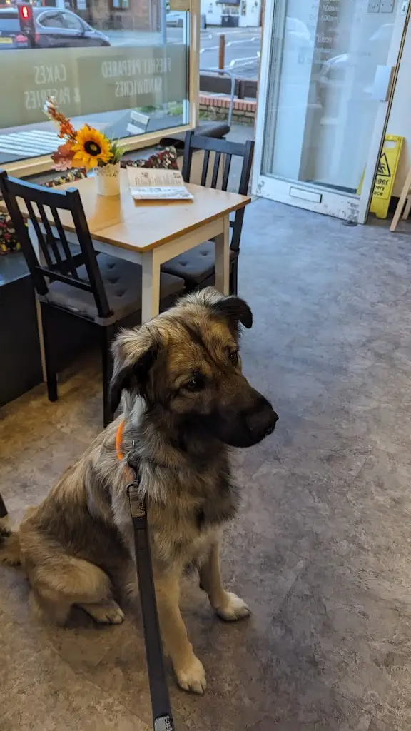 Holly_The Bakery, Shawbury_Shawbury_review