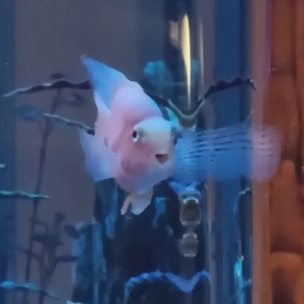 Cleofe Albano_Aroma_Shaftesbury_review