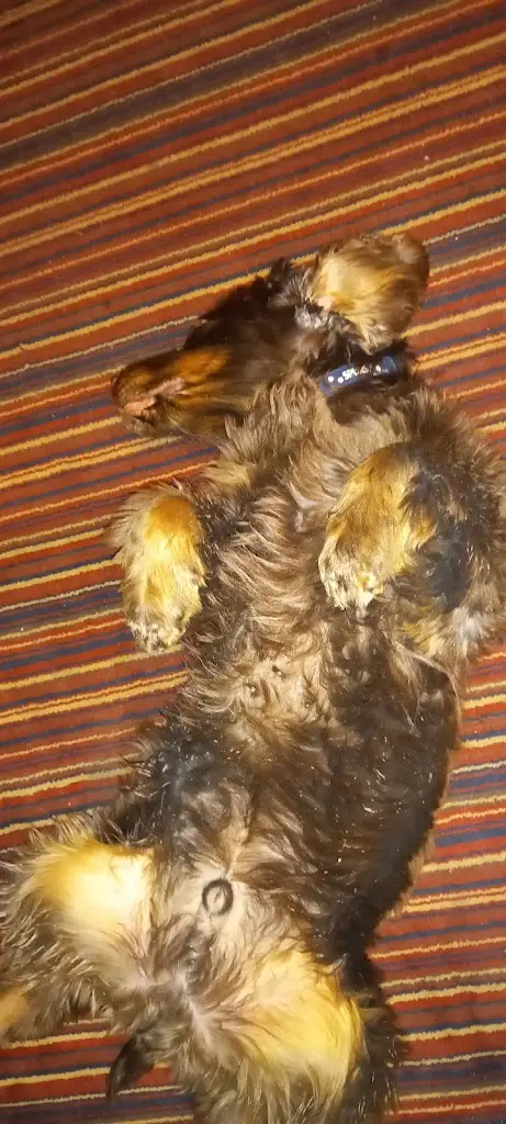 Menu_The Compasses Inn_Bayston Hill_imagen_5