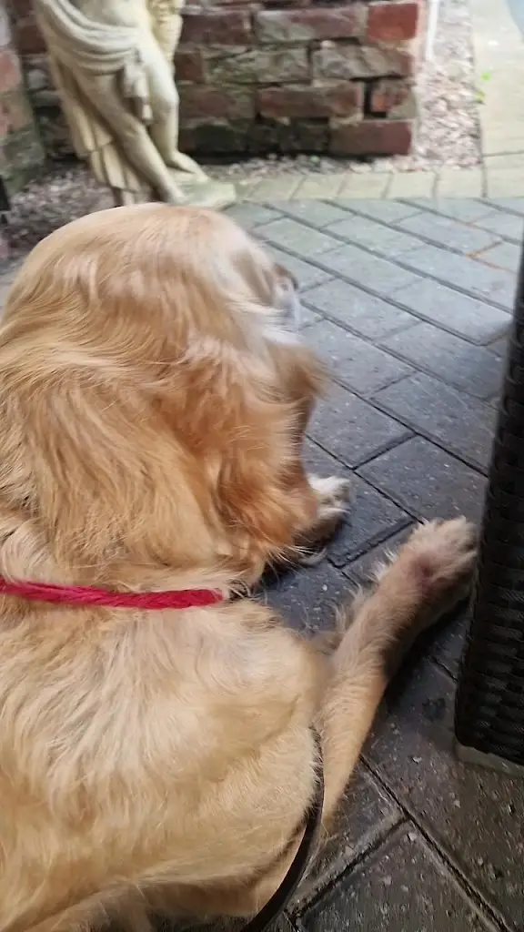 Ziniz Restaurant & Wine Bar_Bawtry_slider_image_2