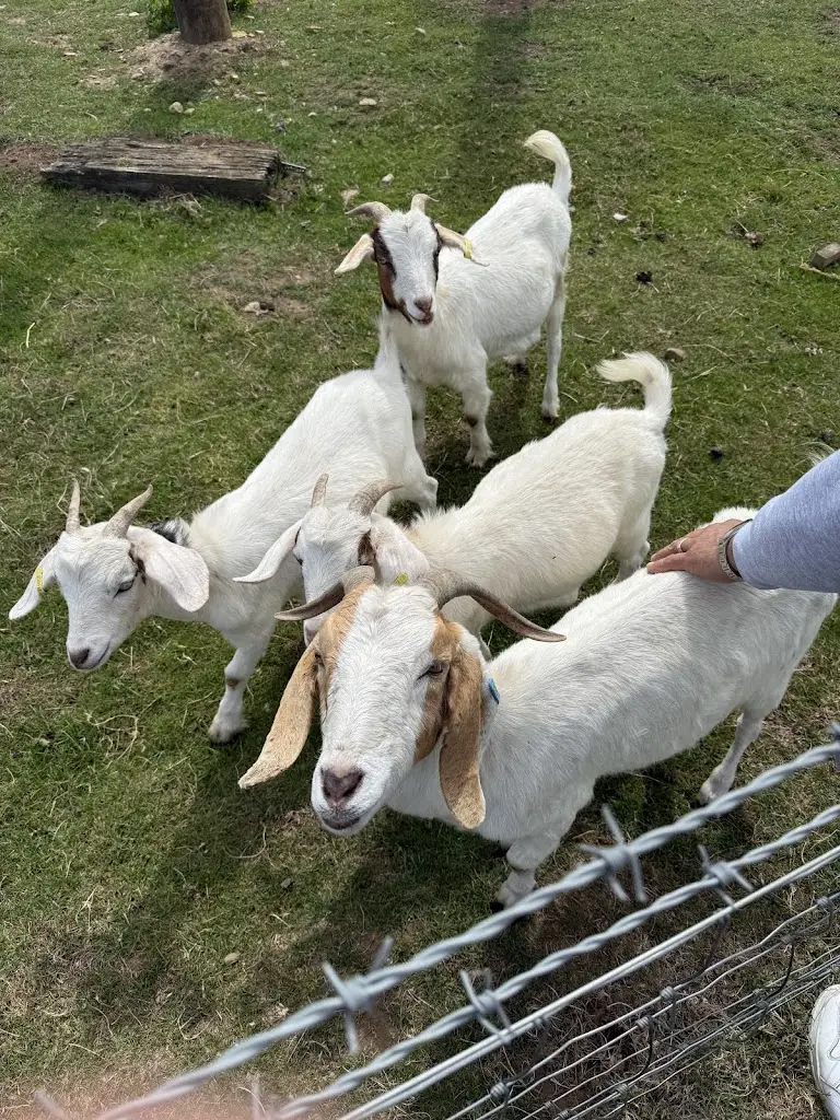 Sakura Morimoto_Thorpe Farm The Courtyard Restaurant_Startforth_recensione