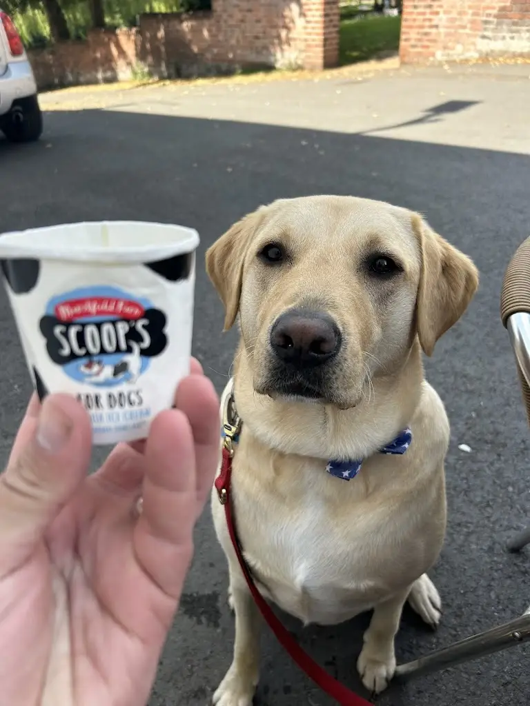 Rachel Jones_The Windlass Café_Stourport-on-Severn_review