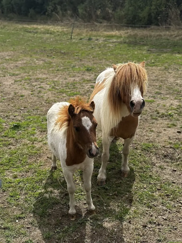 Rhi Goldhawk_Knotts of Tempsford_Tempsford_review