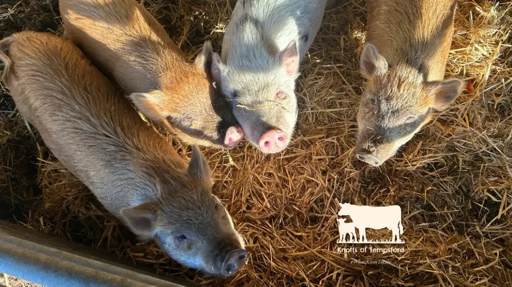 Knotts of Tempsford restaurant in Tempsford