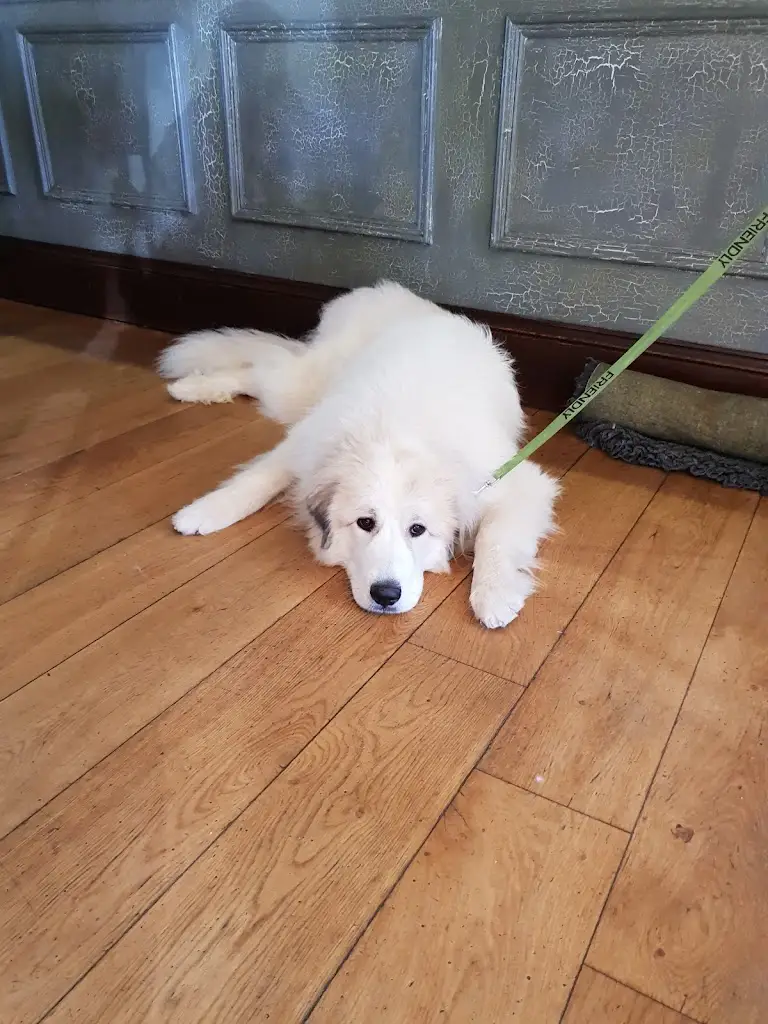 Mike Johnson_Royal George Thornbury_Thornbury_review