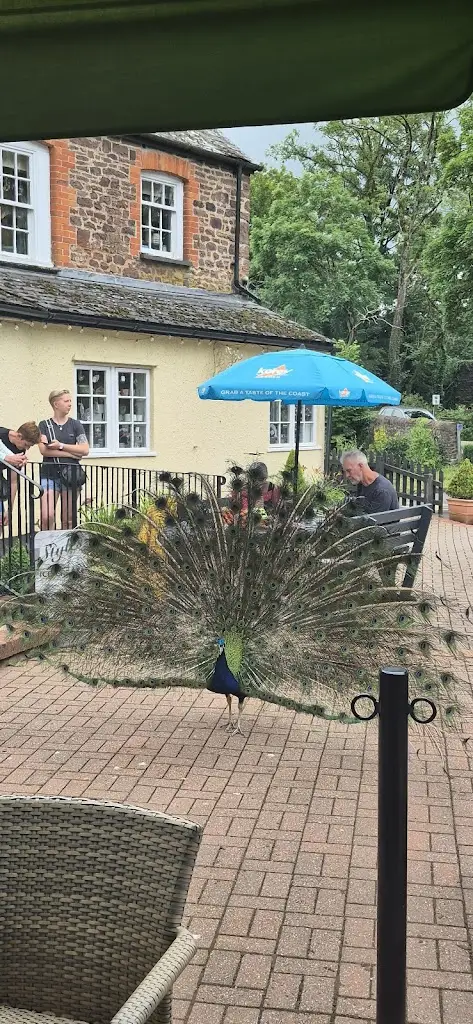 Peter Fitzgerald_Bickleigh Mill_Tiverton_review