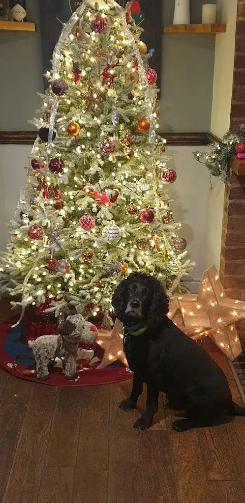 Sharon Bone_The Frankland Arms_Thirsk_review