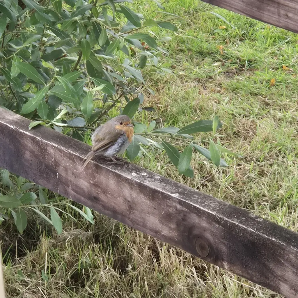 reg hipkiss_The Moody Cow Farm Shop & Welsh Bistro_Wales_review