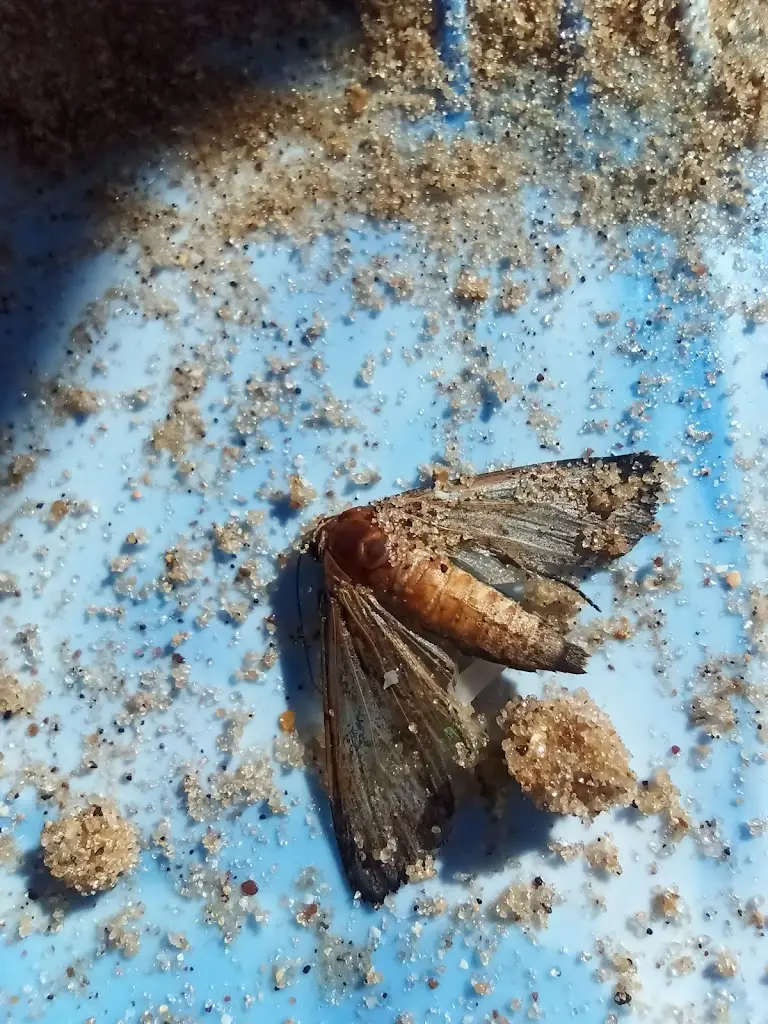 Menu_Last Fisherman Cafe_Walton-on-the-Naze_image_9