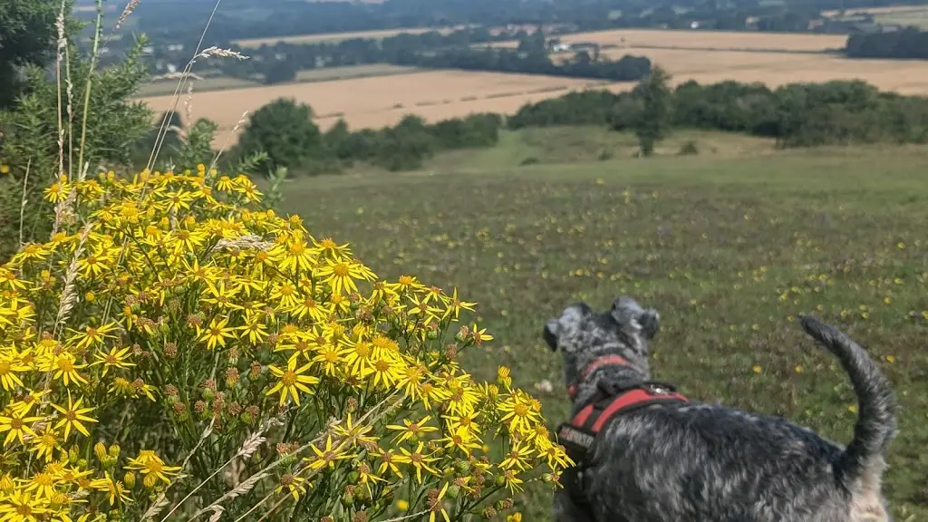 Fraser Swainston_The Granary Cafe_Watlington_review