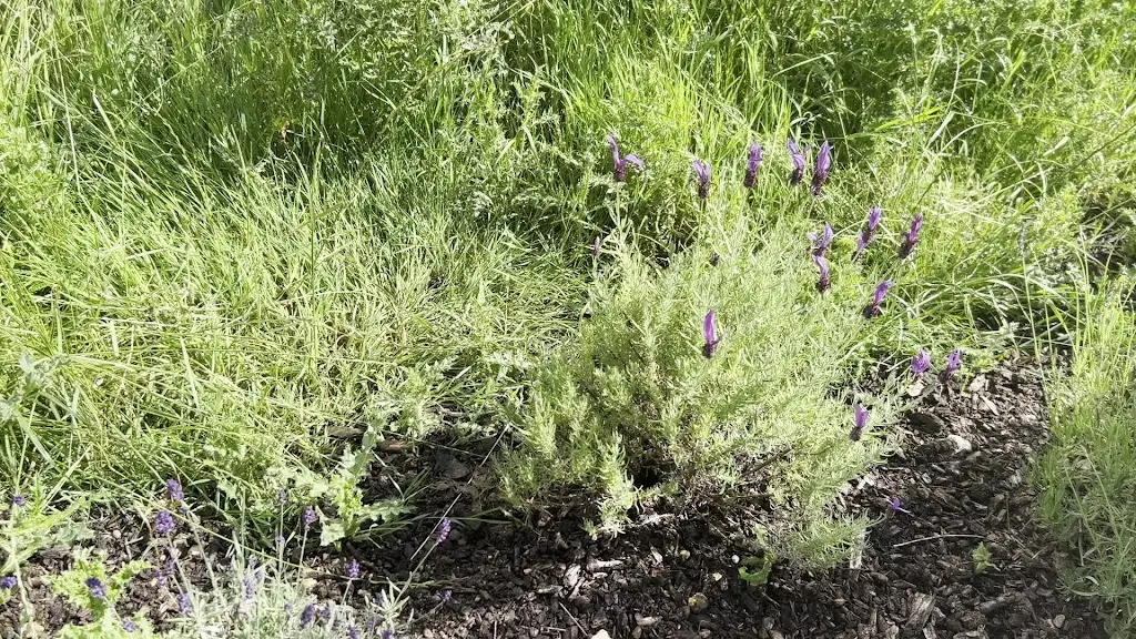Headlands Farm Coffee Shop West Wellow_Wellow_slider_image_2