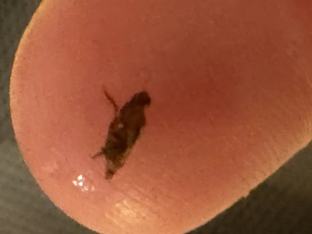 crazy cousins_Chip Inn_Whitwell_review