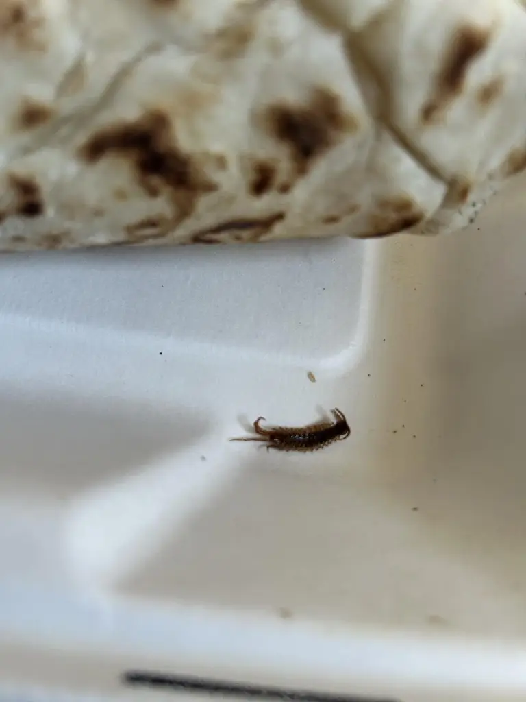 Paul Rogers_Ali's Whitburn Takeaway_Whitburn_review