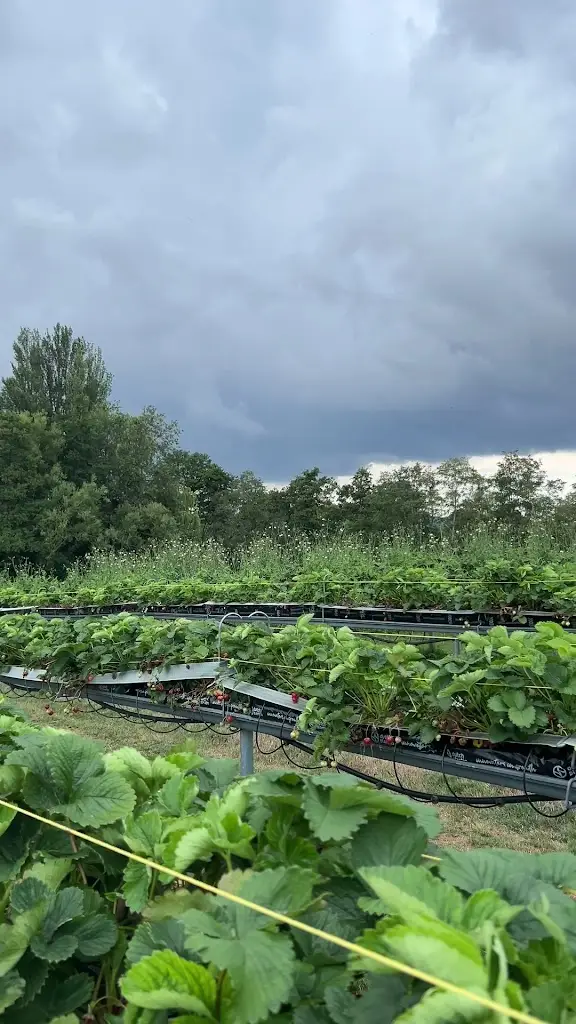 Jeremy Ong_Orchard Kitchen at Hayles Fruit Farm_Winchcombe_review