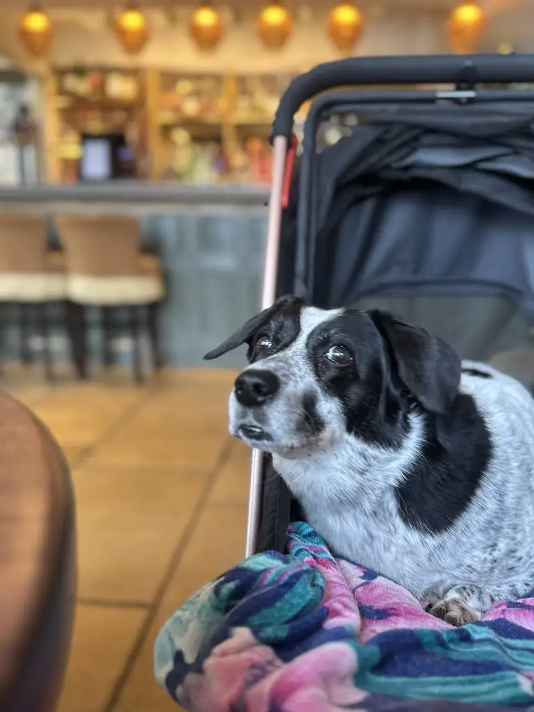 libby chandler_Swan Woburn Sands_Woburn Sands_review