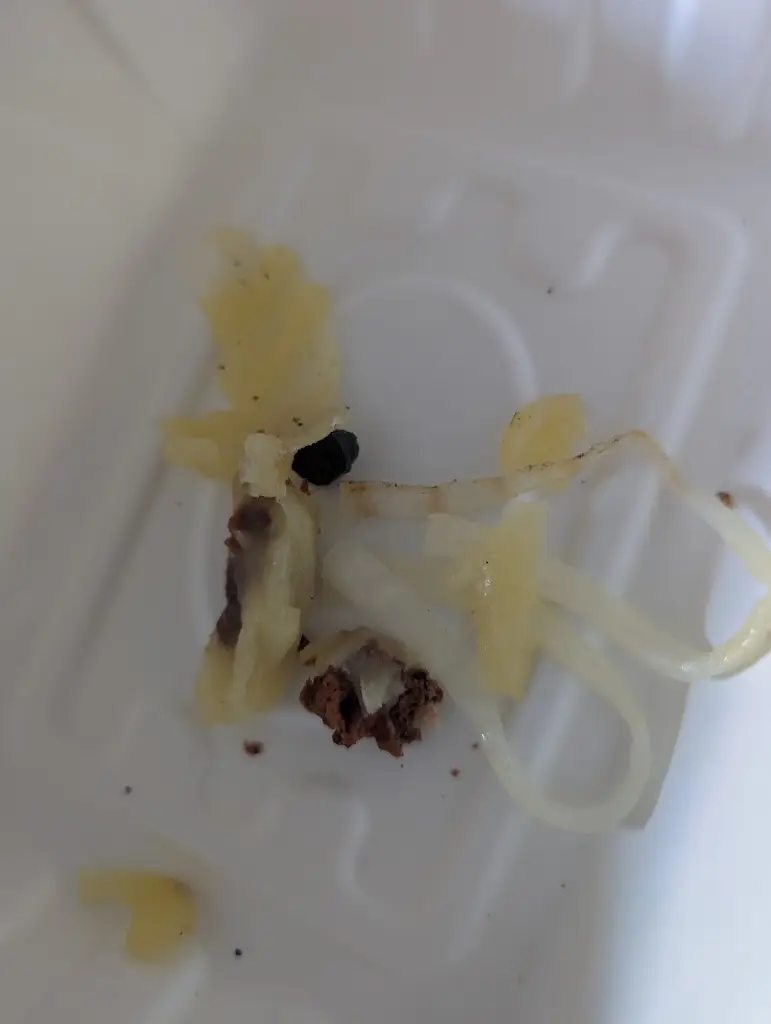 Nicole White_Witham Cafe_Witham_review