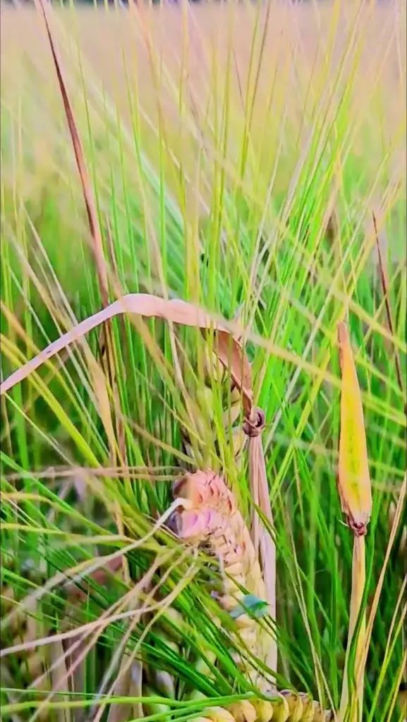 Wood Street Village restaurant in Wood Street Village