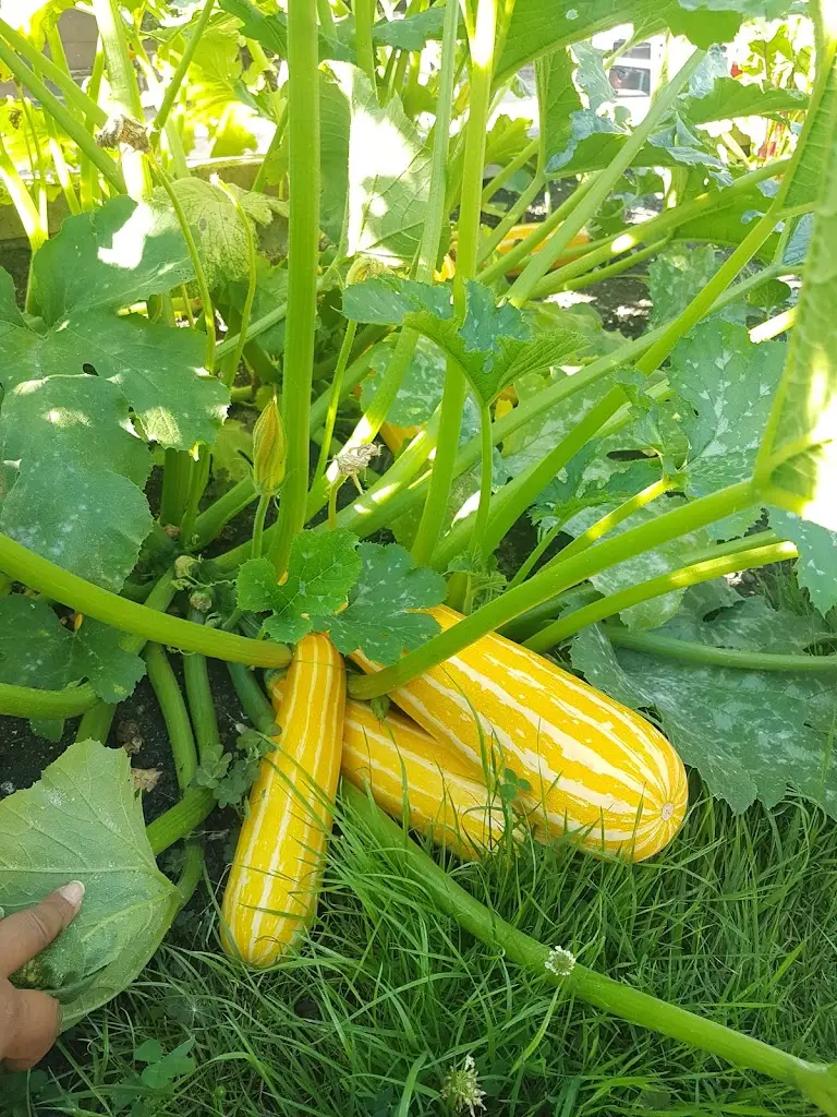 Shikha M_Wood Street Green_Wood Street Village_review