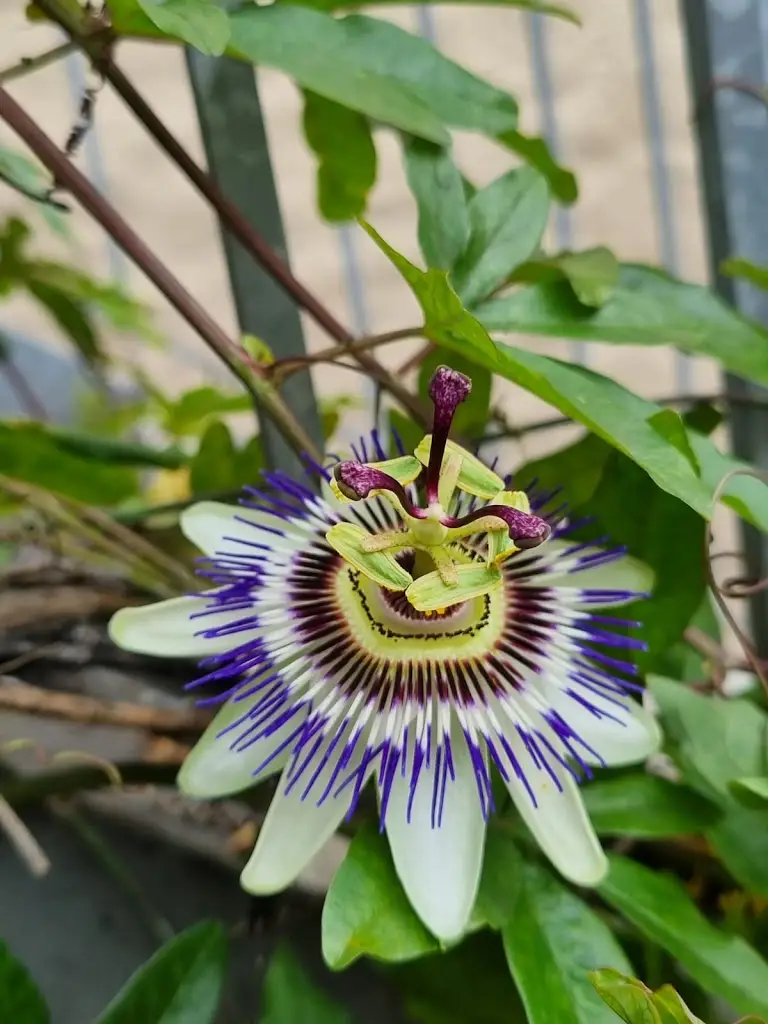 Rebecca Manship_The Golden Lion_Wrington_review