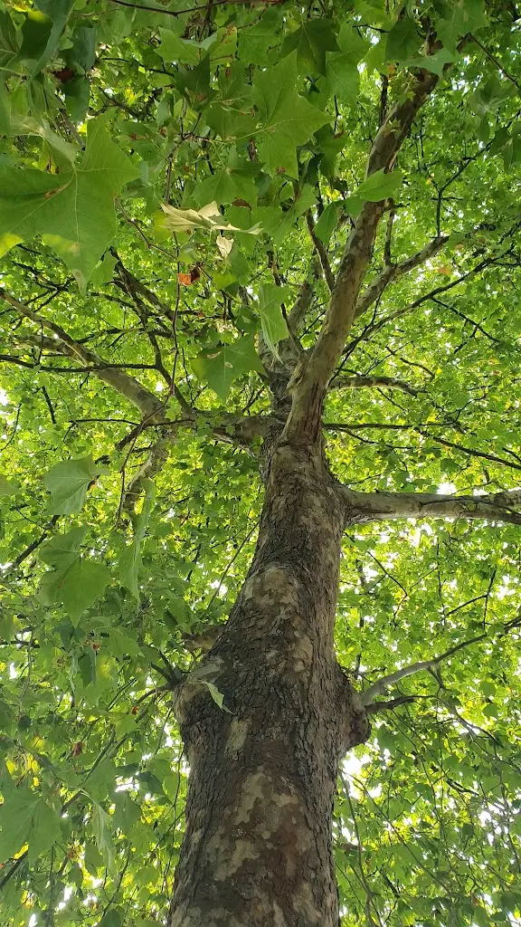 Antonio McCoy_Coopers Mill_Yeovil_recensione