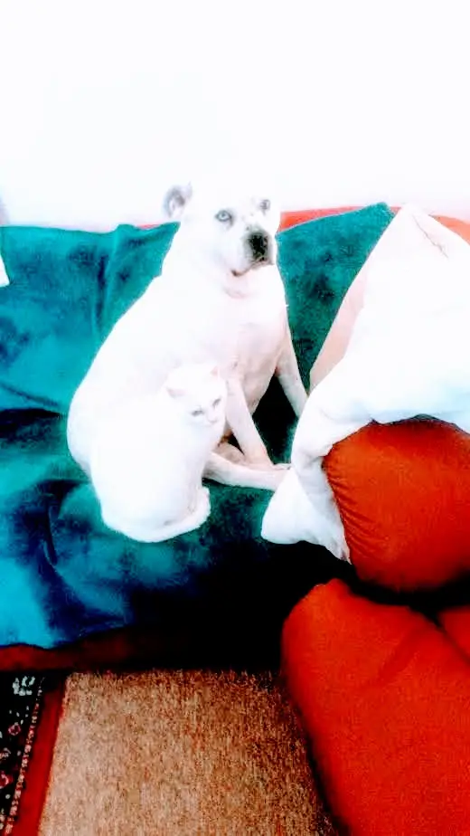 David Thomson_The Plough Inn_Billingborough_review