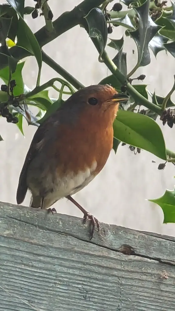 John Johnston_Secret Garden Cafe_Bideford_review