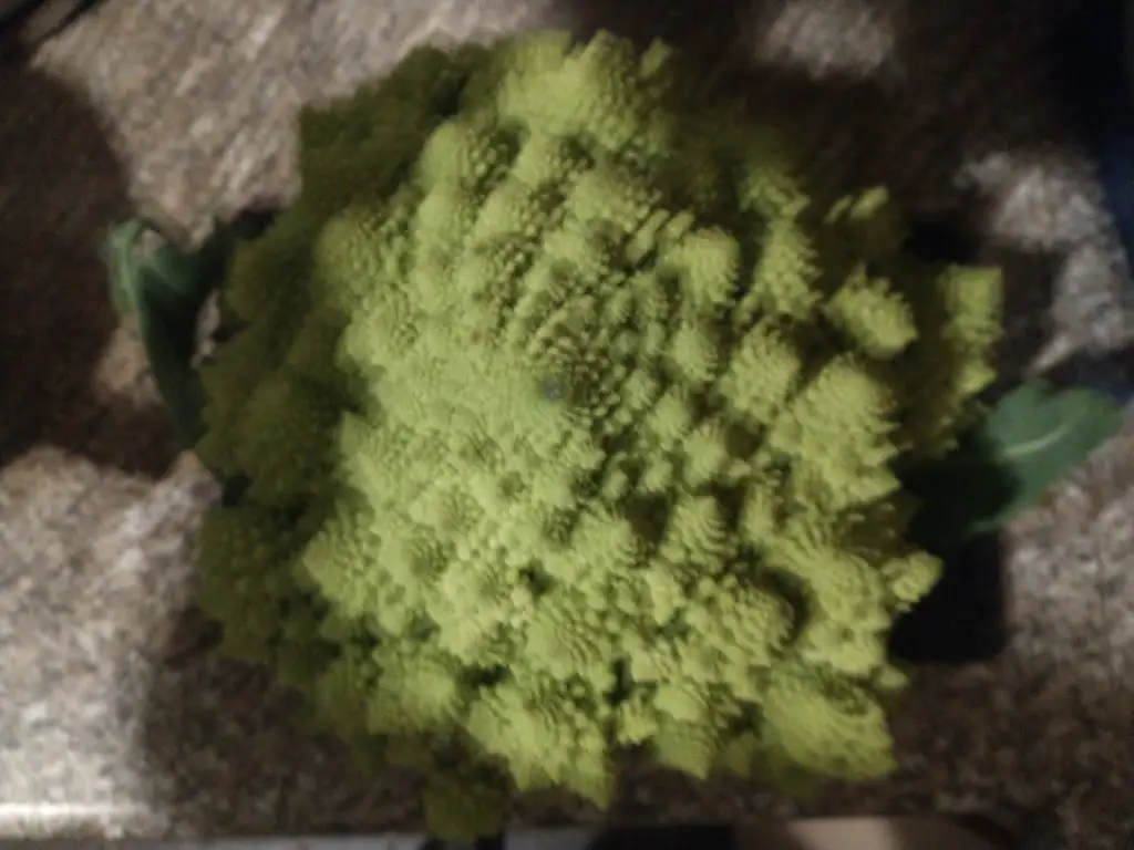 Julie Hay_The Foggie Neuk_Aberchirder_review