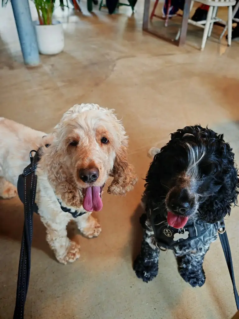 Iain Thomson_Tickled Trout Cafe_Almondbank_review