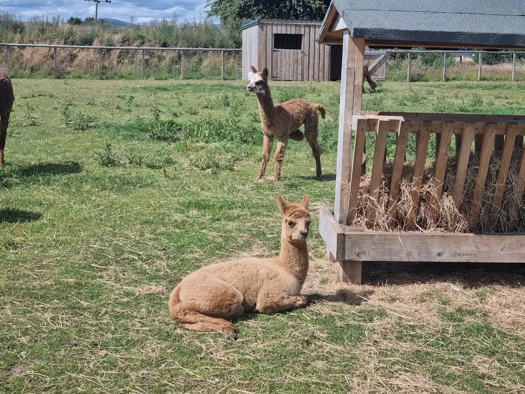 Christina Wilson_Dalmore Farm Shop & Restaurant_Alness_recensione