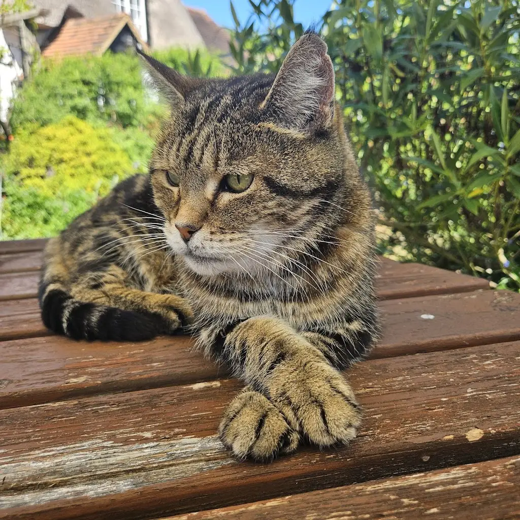 Laura Ann_Huntsman & Hounds_Althorne_recensione