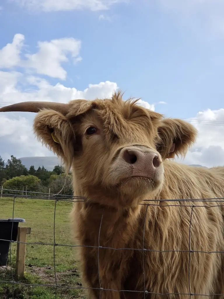 Andrew Stokes _The Barn at Rothiemurchus_Aviemore_review