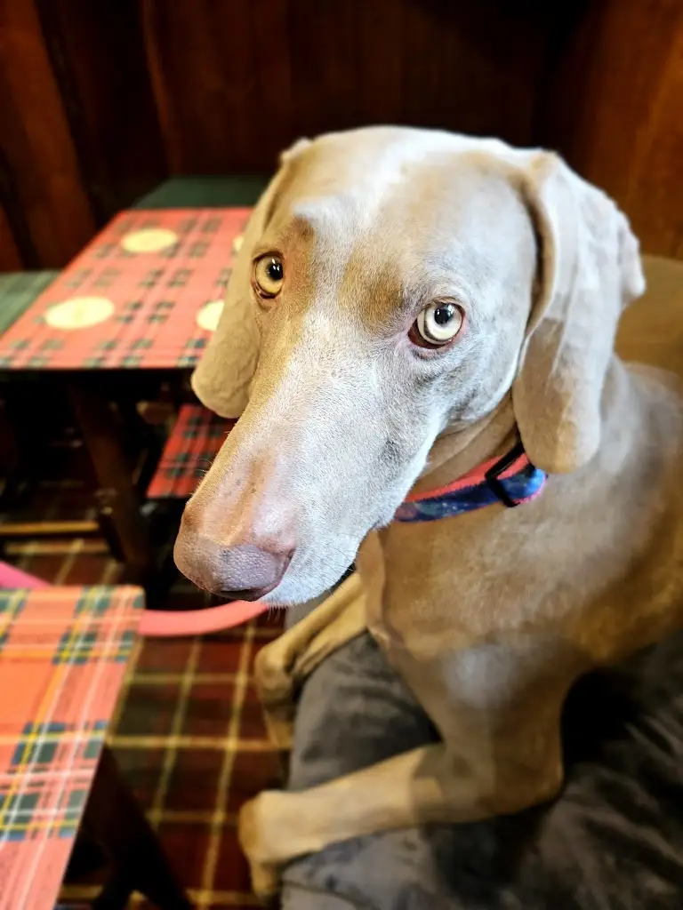 Emma Gilmour_The Tartan Arms & McQ's_Bannockburn_review