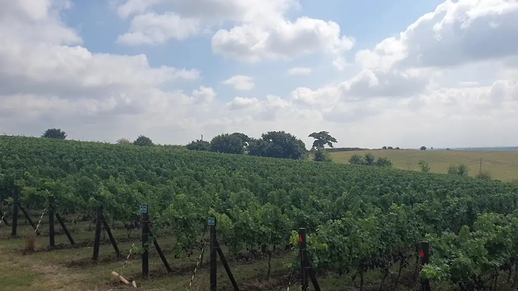 Crouch Ridge Vineyard_Althorne_slider_image_2