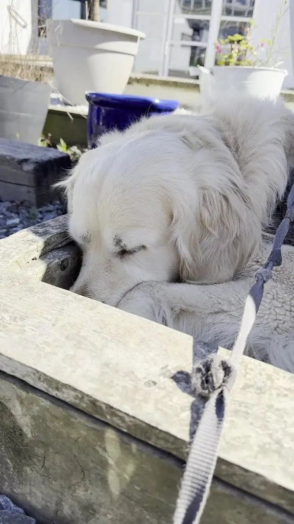 Jane-Marie Cochran (Janeypaney)_The Harbour View Kinghorn Ltd_Burntisland_review