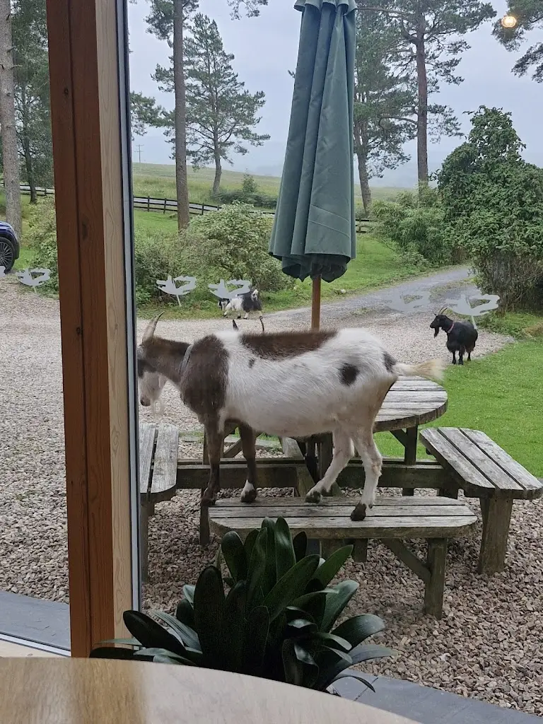 Andy Campbell_Old Pines Hotel & Restaurant_Caol_review