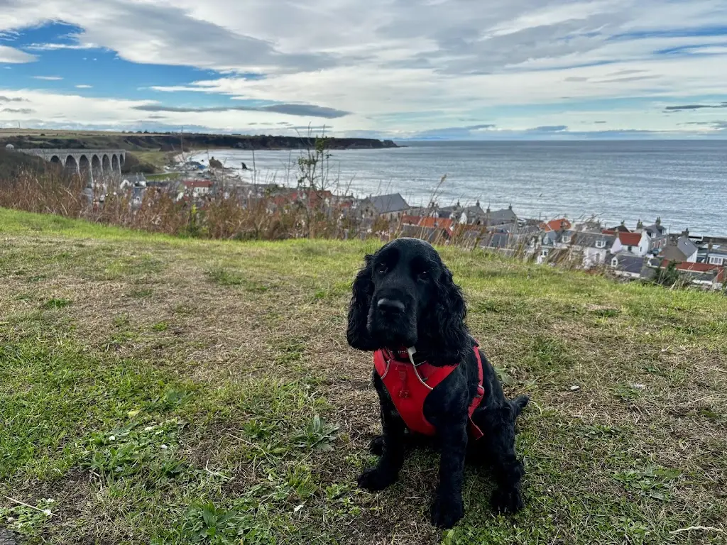 Alan Pearson_Lily's Kitchen Cafe_Cullen_review