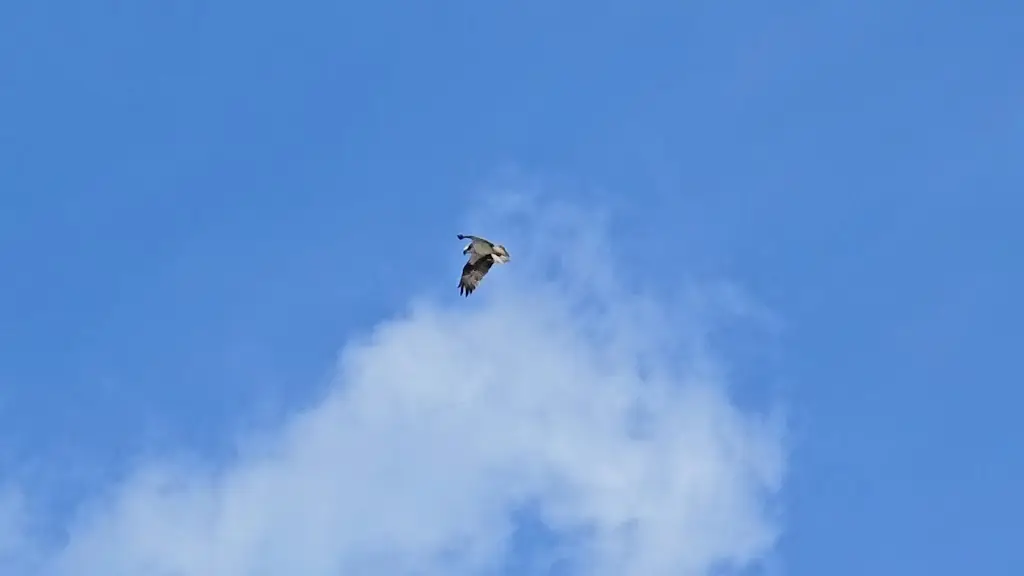 Andrew Murray_WDC Scottish Dolphin Centre_Buckie_review