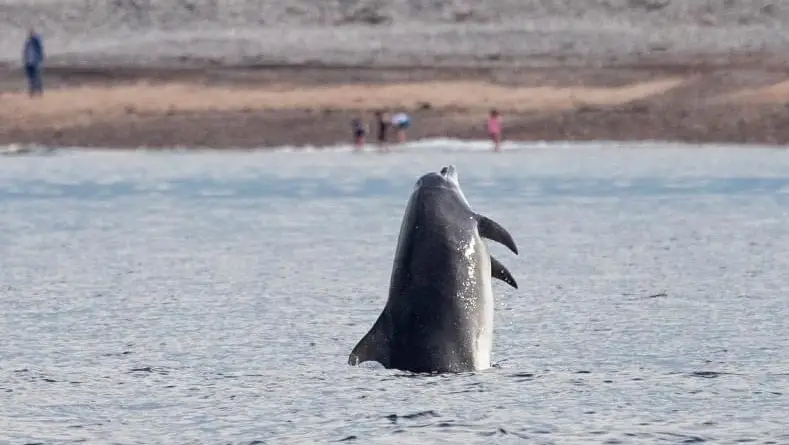 WDC Scottish Dolphin Centre_Buckie_slider_image_1