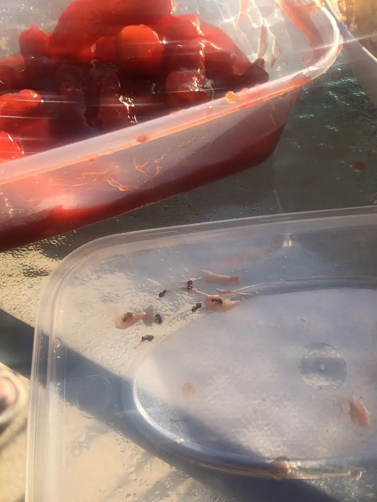 Joanna Milne_New Peking Inn_Cowdenbeath_review