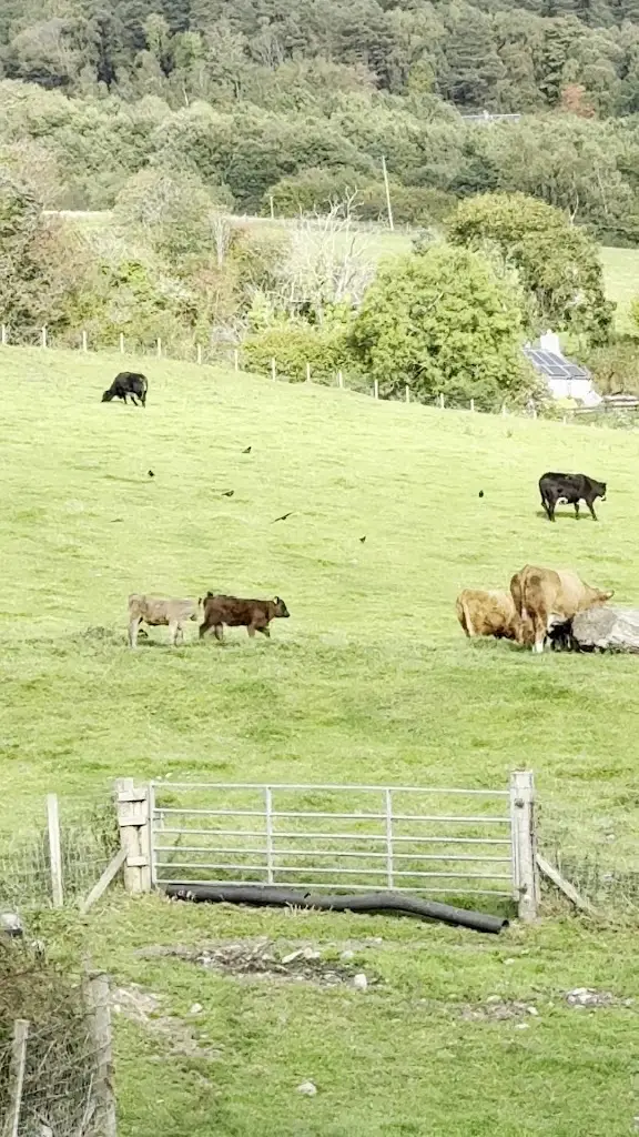 Shane Giddings_Drumbuie Farm B & B and Quila Cridhe Tearoom_Drumnadrochit_review